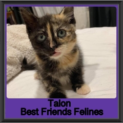 2019-Talon