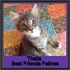 2019 - Thalia