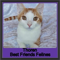 2019 - Thoren3