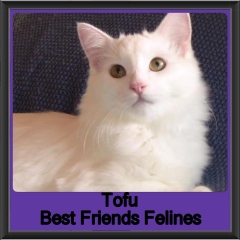 2019 - Tofu