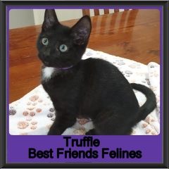 2019-Truffle1