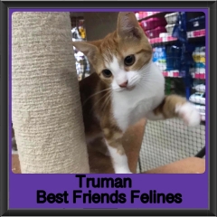 2019 - Truman1