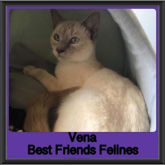 2019-Vena