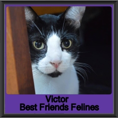 2019-Victor1