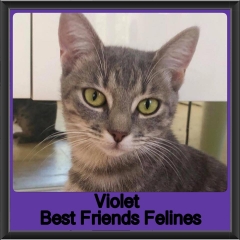 2019 - Violet