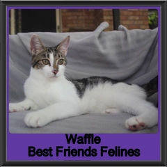 2019 - Waffle1