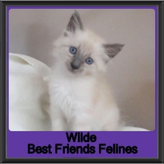 2019-Wilde