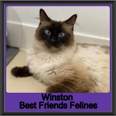 2019-Winston