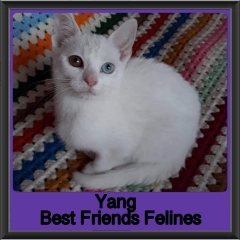 2019-Yang