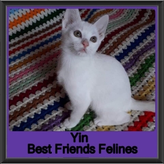 2019-Yin
