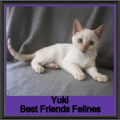 2019-Yuki