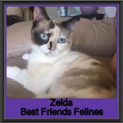 2019 - Zelda