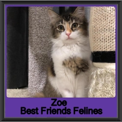 2019-Zoe1