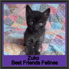 2019-Zuko