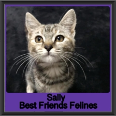 2019-Sally