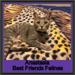 1_2019-Anastasia