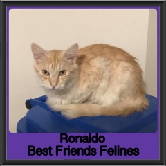 1_2019-Ronaldo