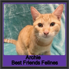 2018 - Archie