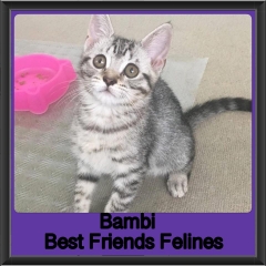 2018 - Bambi