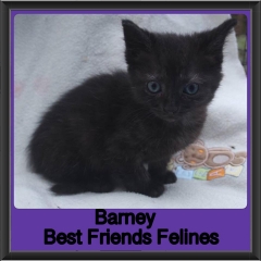2018 - Barney