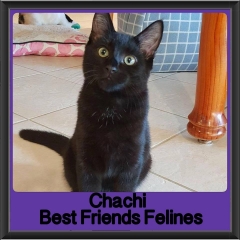 2018 - Chachi