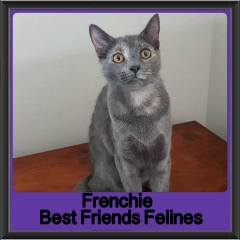 2018 - Frenchie