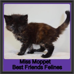 2018 - Miss Moppet