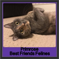 2018 - Primrose