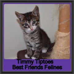 2018 - Timmy Tiptoes1