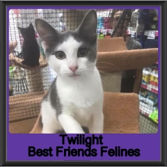2018 - Twilight