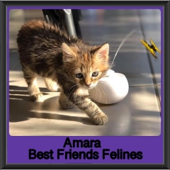 2019-Amara