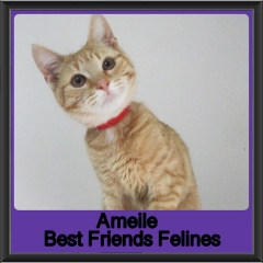2019-Ameile