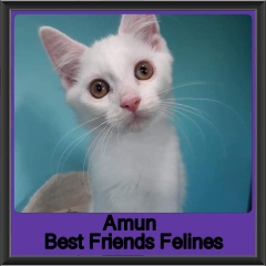 2019 - Amun