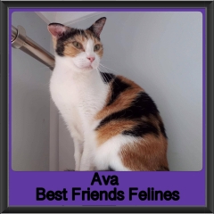 2019-Ava