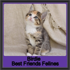 2019-Birdie