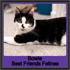 2019 - Bowie