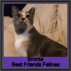 2019-Bronte1