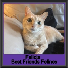 2019-Felicia2