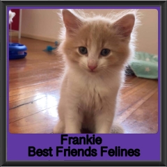 2019 - Frankie