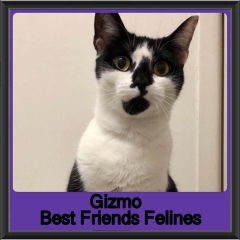 2019-Gizmo1