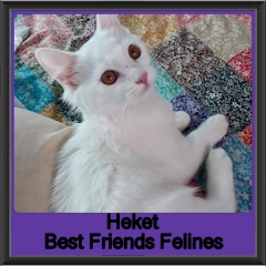 2019 - Heket