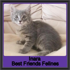 2019-Inara