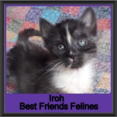 2019-Iroh