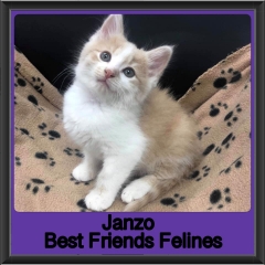 2019-Janzo