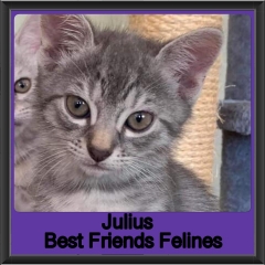 2019 - Julius