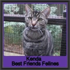 2019-Kenda2