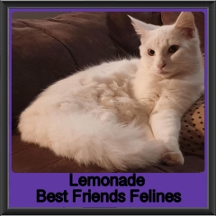 2019 - Lemonade