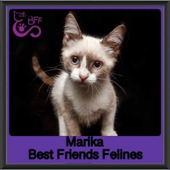 2019 - Marika