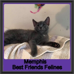 2019 - Memphis