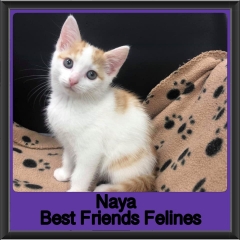 2019-Naya